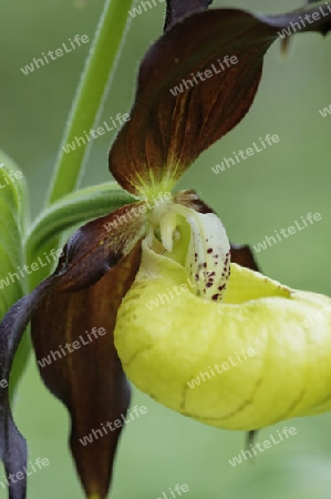 Frauenschuh, Cypripedium calceolus