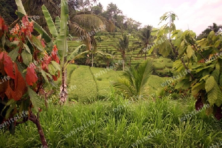 Asien, Suedost, Indonesien, Bali, Insel, Jatiluih, Zentral Bali, Landschaft, Natur, Reisfeld, Landwirtschaft,     (Urs Flueeler) 