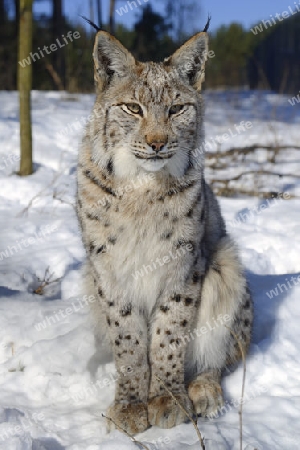 Eurasischer, europ?ischer Luchs oder Nordluchs (Lynx lynx) im Schnee im Winter, Brandenburg, Deutschland , Europa