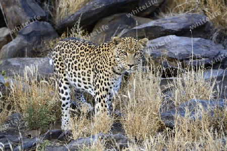 Leopard (Panthera pardus) streift durch sein Revier am Morgen, Khomas Region, Namibia, Afrika