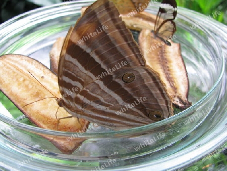 brauner Schmetterling