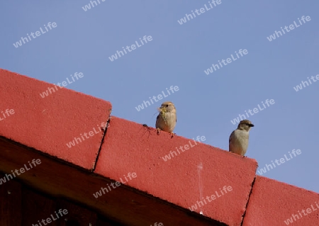 familie sperling