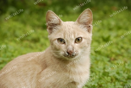 Portrait of a cat