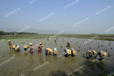 Rice farmers plant rice in a ricefield at the city of Nyaungshwe at the Inle Lake in the Shan State in the east of Myanmar in Southeastasia.