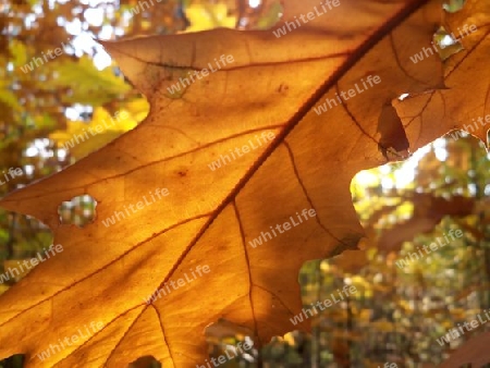 Blatt in der Sonne