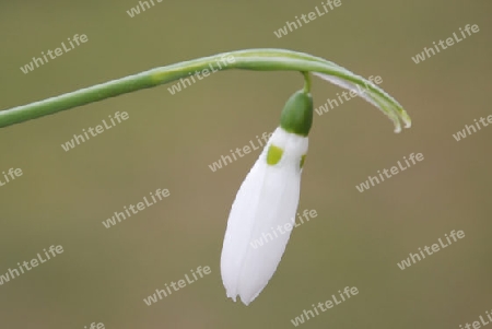 Snowdrop