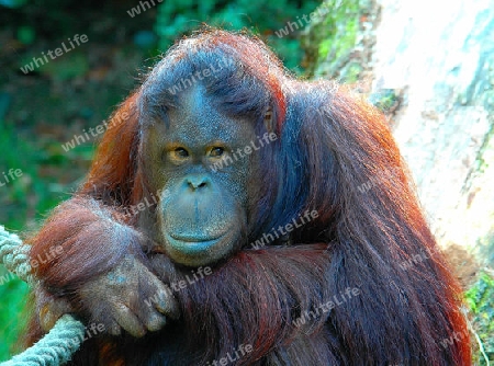 Orang Utan