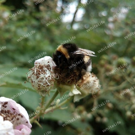 Brombeerblüte IX und Erdhummel