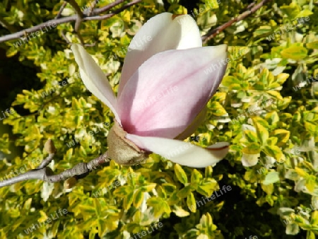 Magnolienbl?te