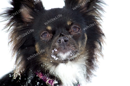 Rassehund im Schnee