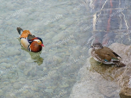 Enten am Thunersee