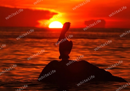 Suedamerika, Karibik, Venezuela, Los Roques, Insel, Atoll, Archipfel, Klima, Reef, Dorfinsel, Vogel, Pelikam, Natur, Fischjagt, Fischen, Seevogel, Sonnenuntergang, Stimmung, Abend