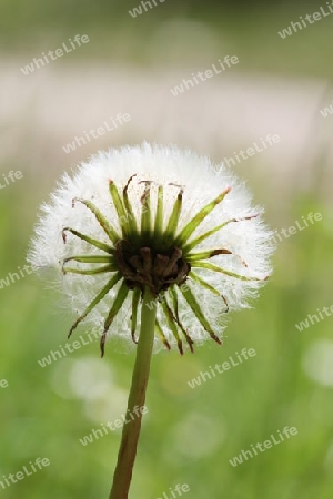 Pusteblume