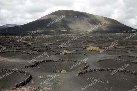 The wine agraculture in the volcanic Hills on the Island of Lanzarote on the Canary Islands of Spain in the Atlantic Ocean.
