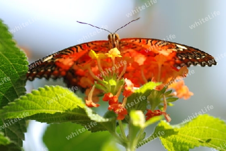 Schmetterling