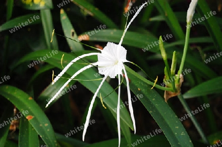 Sch?nh?utchen - Hymenocallis littoralis