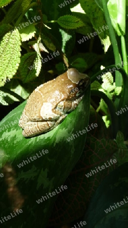 Frosch im Sonnenschein