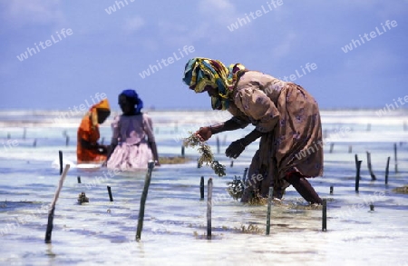 Eine Frau arbeitet auf ihrer Seegras Plantage an der Ostkuester der Insel Zanzibar oestlich von Tansania im Indischen Ozean.