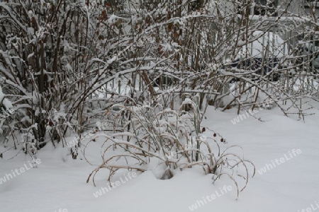 Schneezweige