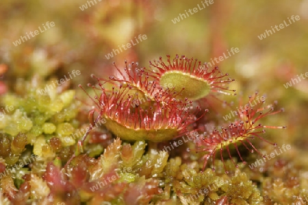 Sonnentau, Drosera