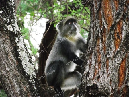 Diademmeerkatze, Meerkatze, Affe, in, Tsavo, West, Kenya, Kenia, Afrika