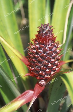 pineaple plantation on the Island of Anjouan on the Comoros Ilands in the Indian Ocean in Africa.   