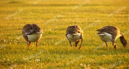 Wild geese in south sweden at sunset - Wildg?nse in S?dschweden bei Sonnenuntergang