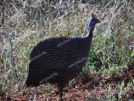 Huhn, Helmperlhuhn, Vogel, in, Tsavo, West, Kenya, Kenia, Afrika