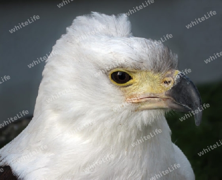 Schreiseeadler