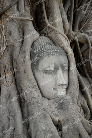 A Head of the Buddha at the Wat Mahathat Temple in City of Ayutthaya in the north of Bangkok in Thailand, Southeastasia.