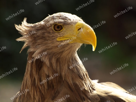 Profil Seeadler