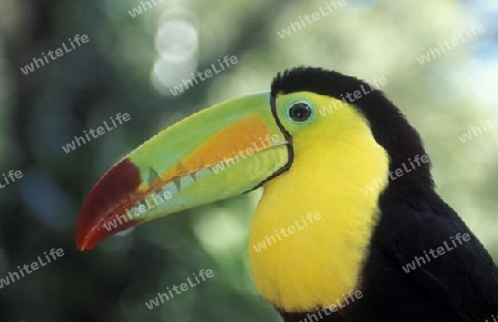 Tropical Birds in the town of Copan in Honduras in Central America,