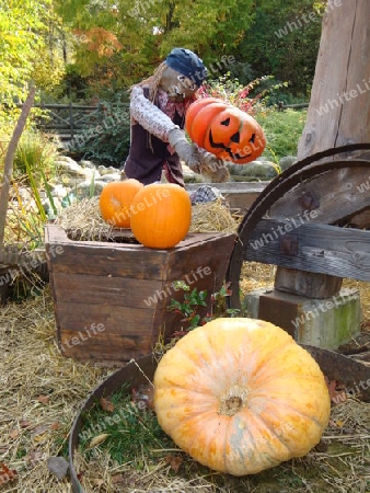 Disneyland Paris Halloween 2008 k?rbis Pumpkin