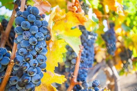 Red wine wine growing in South Africa