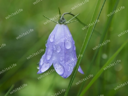 Blume im Regen