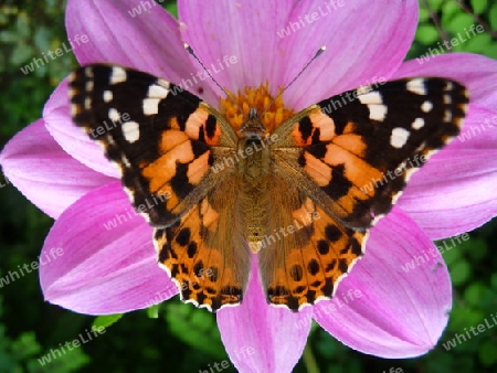 Schmetterling auf rosa Bl?te