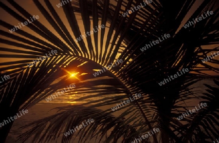 
Der Traumstrand mit Palmen und weissem Sand an der Insel Velavaru im Southmale Atoll auf den Inseln der Malediven im Indischen Ozean.   