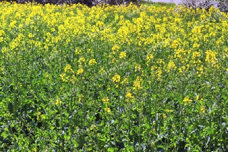 Yellow field of flowering rape and tree against a blue sky with clouds, natural landscape background with copy space, Germany Europe.