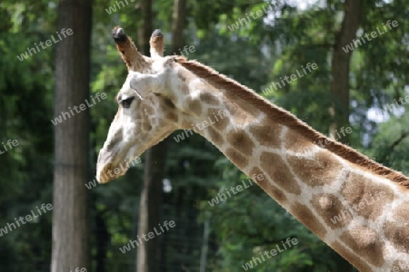 Giraffe - Giraffa camelopardalis