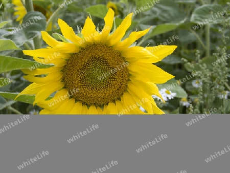 Sonnenblume - angebaut auf einem Feld