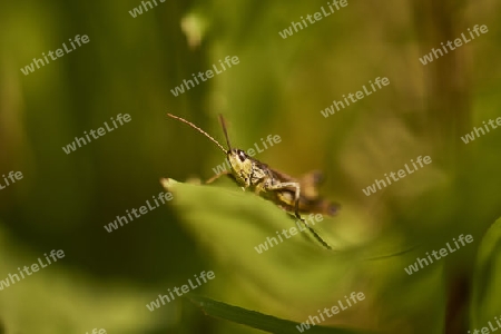 Grash?pfer in der Heide