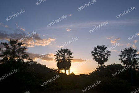 Carnauba palms in sunset