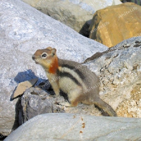 Golden-mantled Ground Squirrel