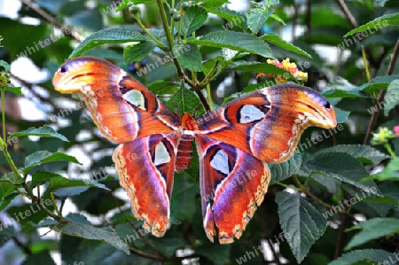 Schmetterling