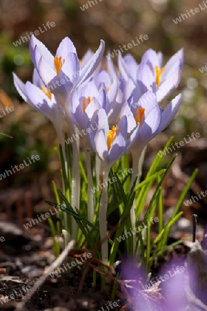 Krokus, Crocus vernus