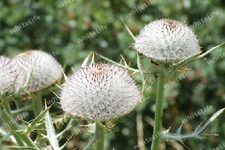 Distel