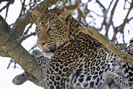 Leopard (Panthera pardus), ruht auf einem Feigenbaumast, Masai Mara, Nationalpark, Kenia, Ostafrika, Afrika