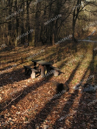 tisch im wald