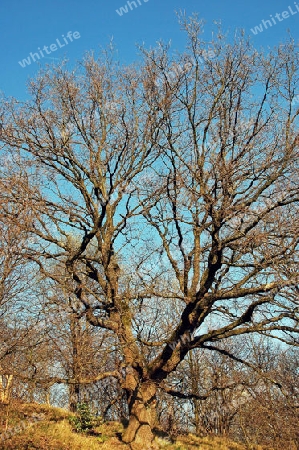 Herbstbaum in Sonne