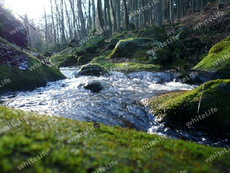 Flu?, Wald, Felsen